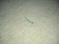 Blue stain on living room carpet